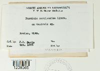 Puccinia marylandica image