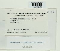 Puccinia macclatchieana image