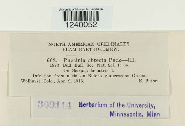 Puccinia obtecta image