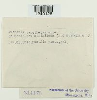 Puccinia oenotherae image
