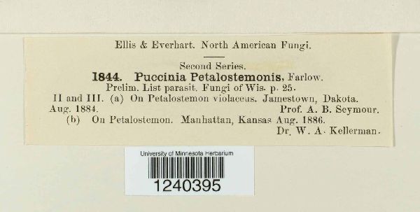 Puccinia pentstemonis image