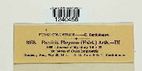 Puccinia phrymae image