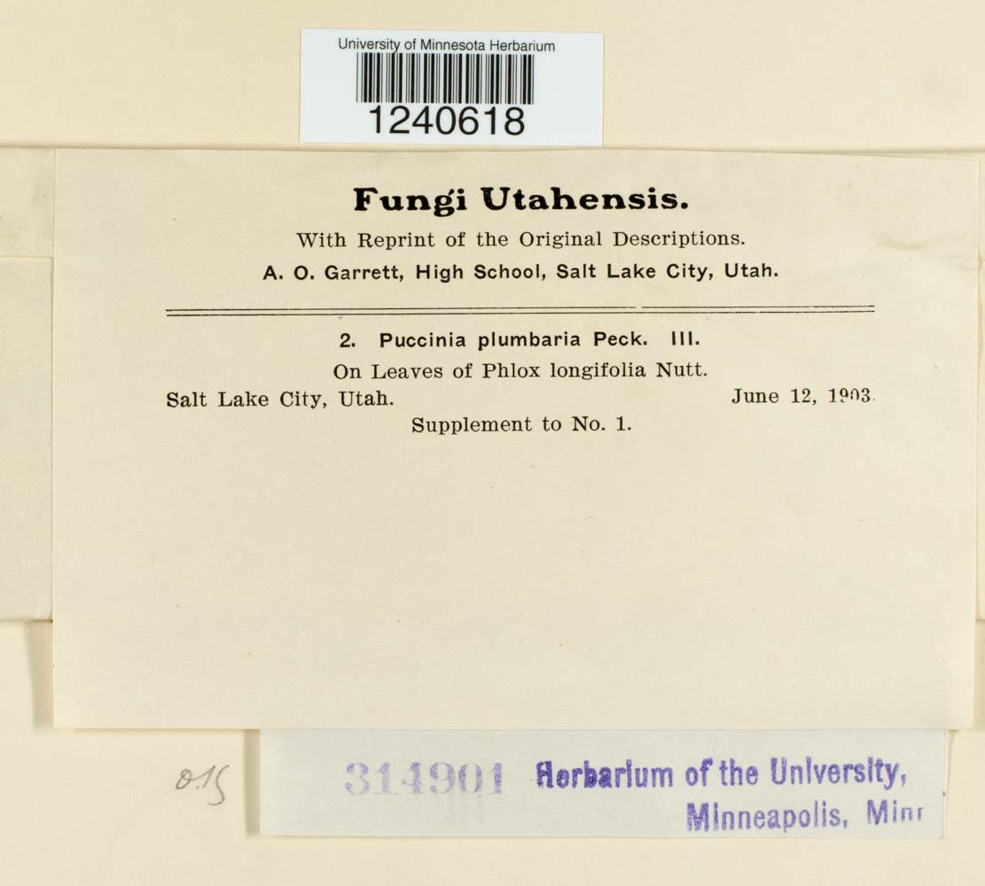 Puccinia plumbaria image