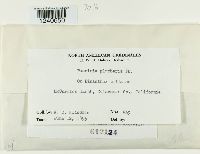 Puccinia plumbaria image