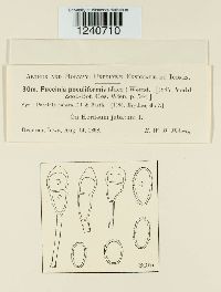 Puccinia poculiformis image