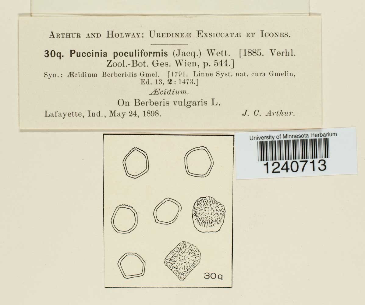 Puccinia poculiformis image