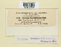Puccinia proserpinacae image