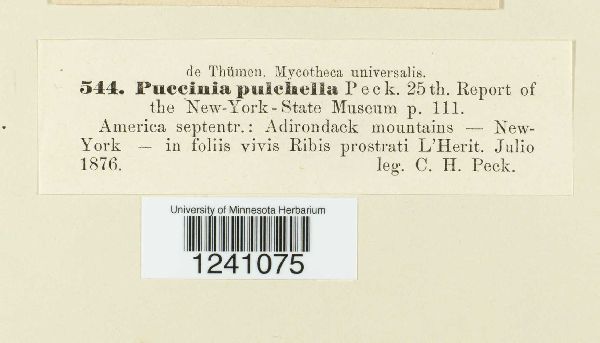 Puccinia pulchella image