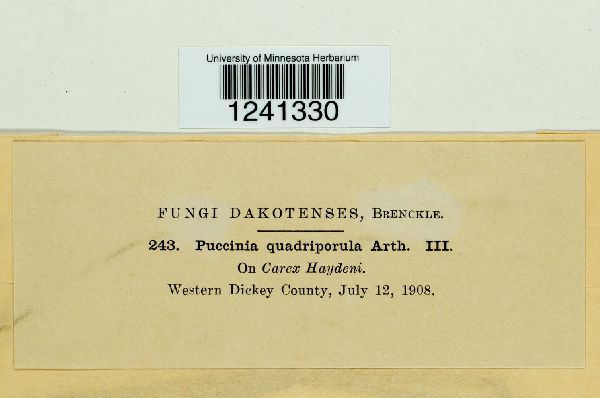 Puccinia quadriporula image