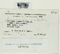 Puccinia recondita image