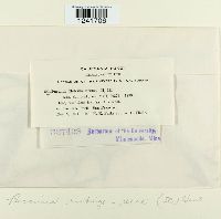 Puccinia recondita image