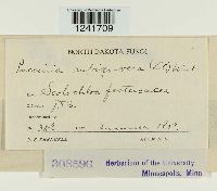 Puccinia recondita image