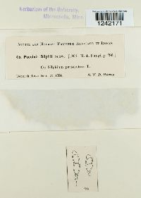 Puccinia silphii image