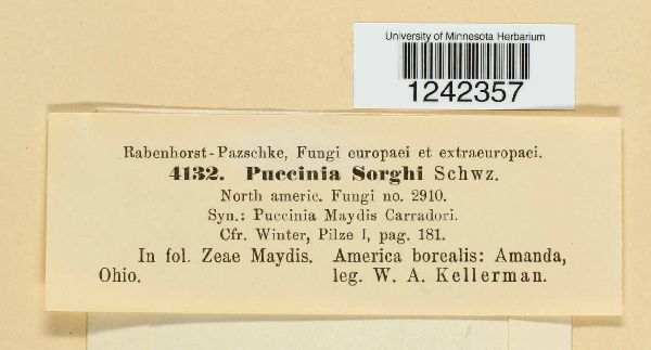 Puccinia sorghi image