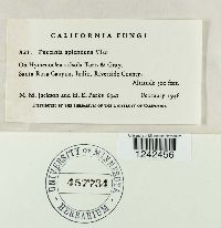 Puccinia splendens image