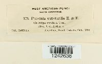 Puccinia substerilis image