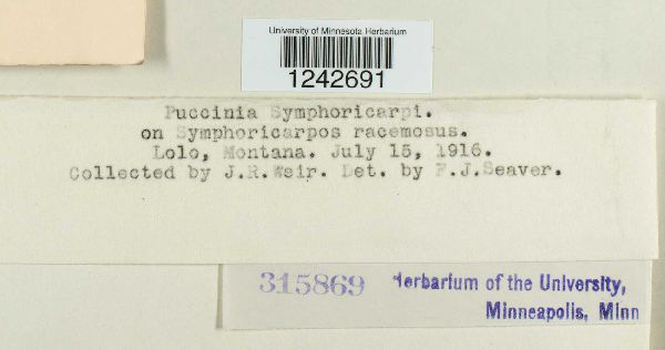 Puccinia symphoricarpi image