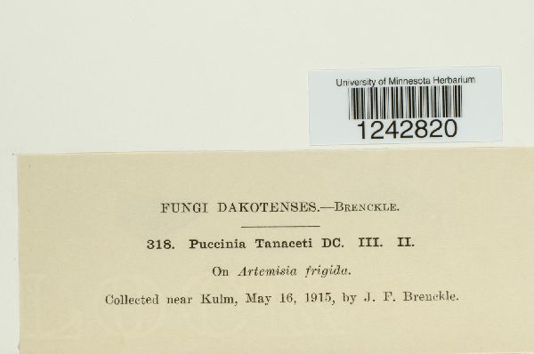 Puccinia tanaceti image