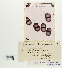 Puccinia treleasiana image