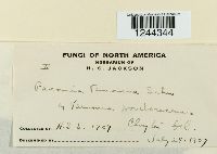 Puccinia vernoniae image
