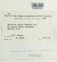 Puccinia violae image