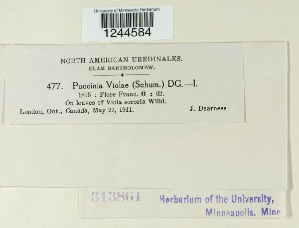 Puccinia violae image