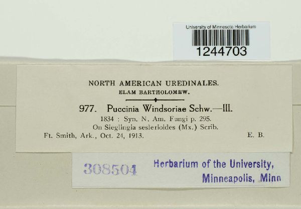 Puccinia windsoriae image