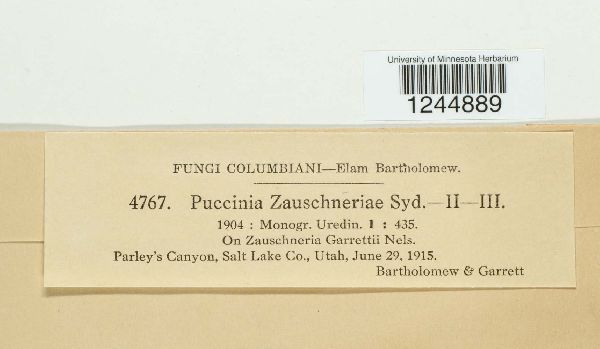 Puccinia yosemitana image