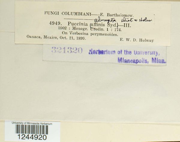 Puccinia abrupta image