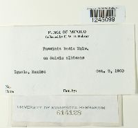 Puccinia badia image