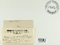 Puccinia canaliculata image