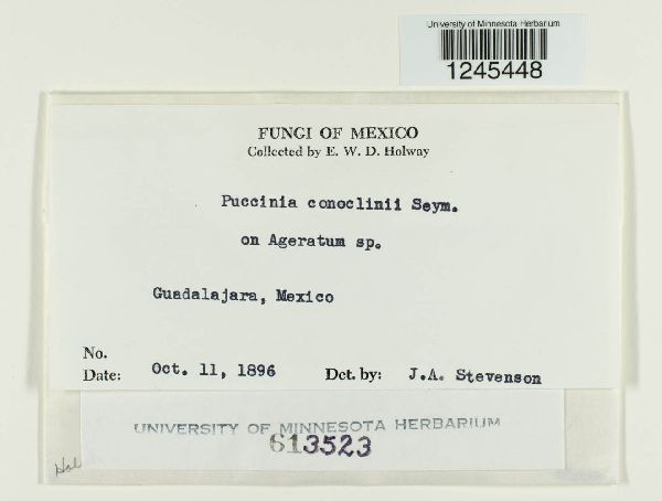 Puccinia conoclinii image