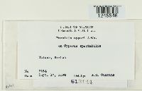 Puccinia cyperi image
