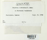 Puccinia elytrariae image
