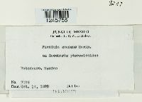 Puccinia evadens image