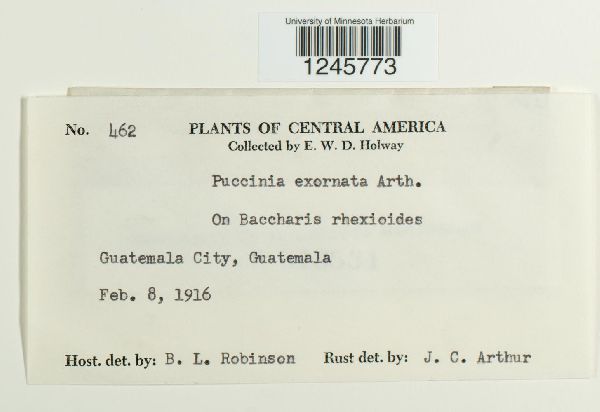 Puccinia exornata image
