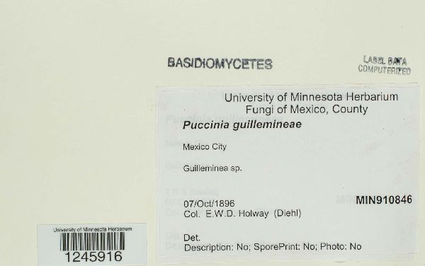 Puccinia guillemineae image