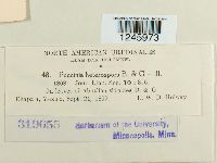Puccinia heterospora image