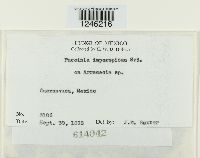 Puccinia imperspicua image