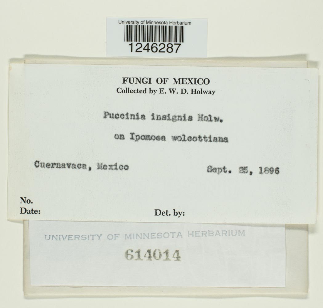 Puccinia insignis image