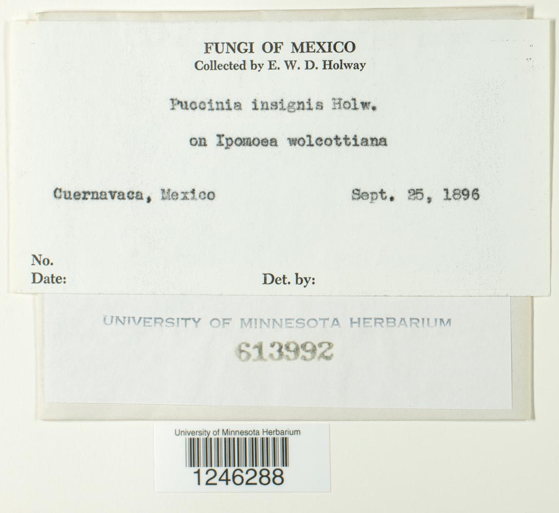 Puccinia insignis image