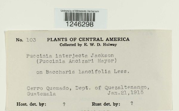 Puccinia interjecta image