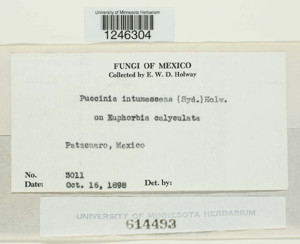 Puccinia intumescens image