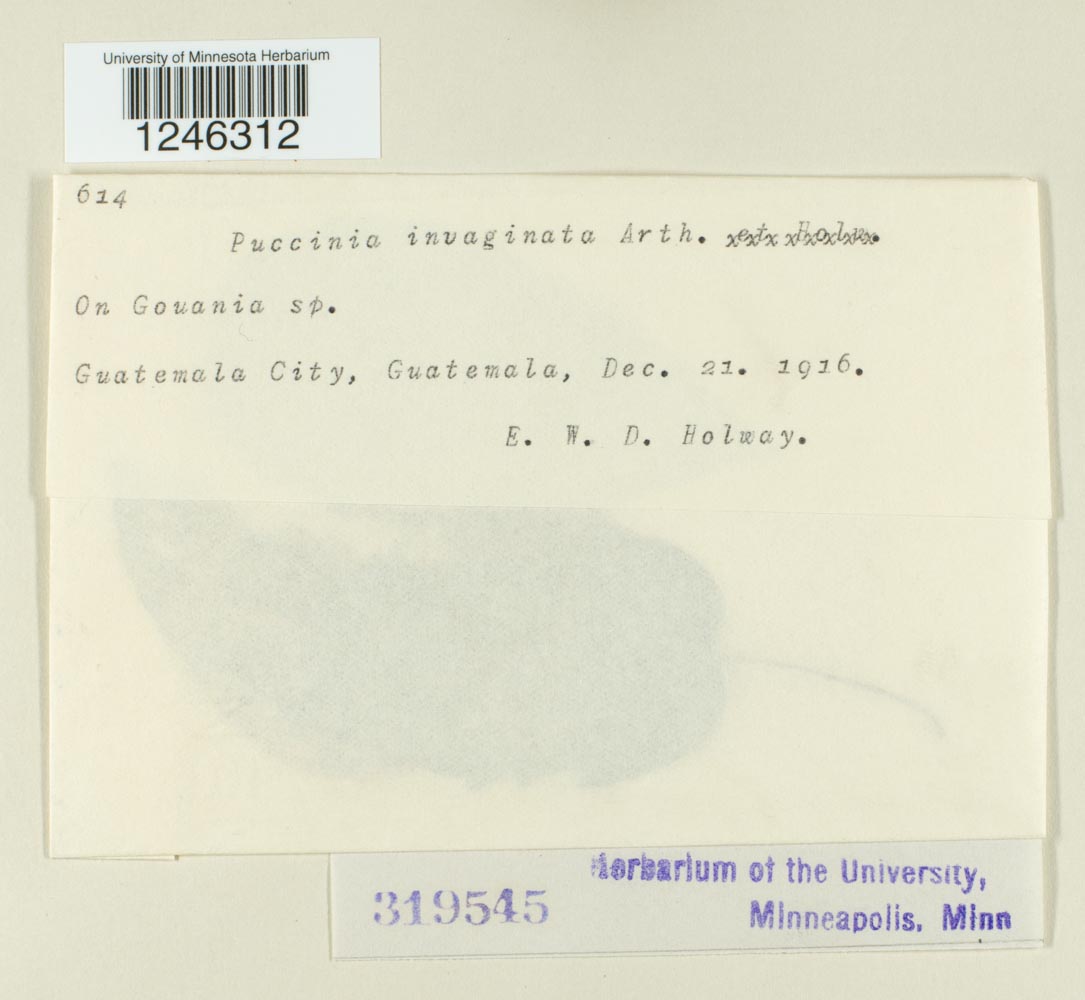 Puccinia intumescens image