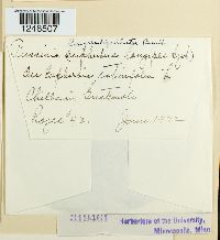 Puccinia longipedicellata image