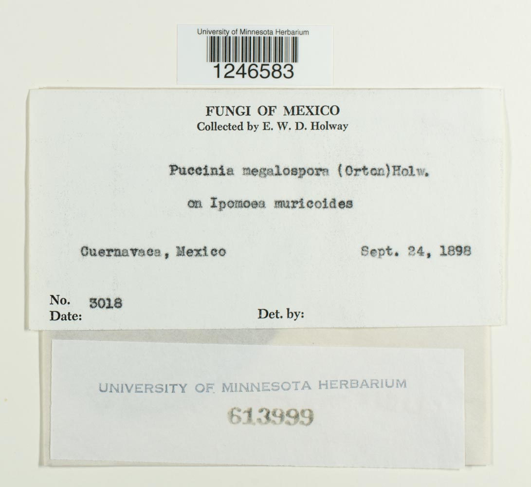 Puccinia megalospora image