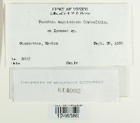 Puccinia megalospora image