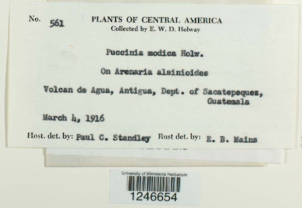 Puccinia modica image