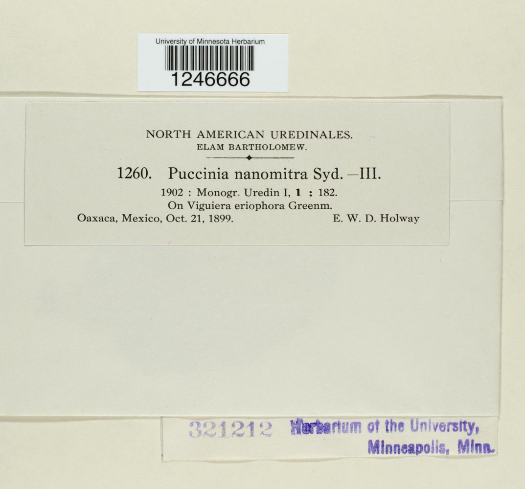 Puccinia nanomitra image