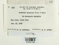 Puccinia oaxacana image